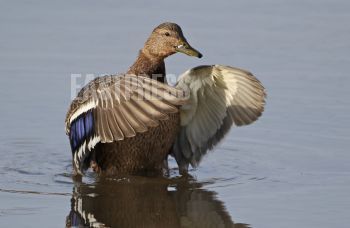 EA322625, Eastpress, Porvoo, Finland